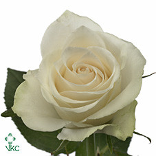 Rosa Gr Athena (Роза Гр Афина) В50