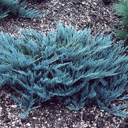 Можжевельник горизонтальный Blue Chip (Блю Чип)