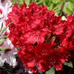 Рододендрон гибридный Erato (Эрато)