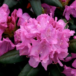 Рододендрон гибридный Roseum Elegans (Розеум Элеганс)