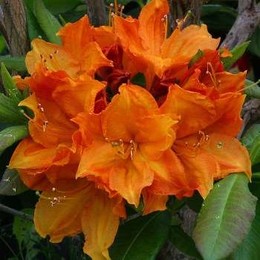 Рододендрон листопадный Glowing Embers (Гловинг Эмберс)