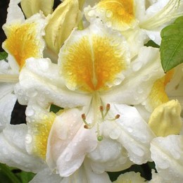 Рододендрон листопадный White Melody (Уайт Мелоди)