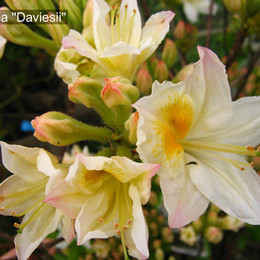 Рододендрон листопадный Daviesii (Давиези)