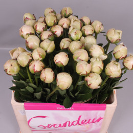 Paeonia Odile (Пион Одиле ) В60
