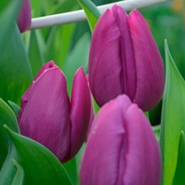 Tulipa en pitbull (Тюльпан эн Питбуль) В45