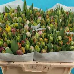 Tulipa mix 6 colours(Тюльпан Микс 6 колорс) В37