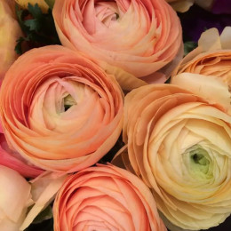 Ranunkulus Salmon Hanoi (Ранункулюс Салмон Ханой)В40