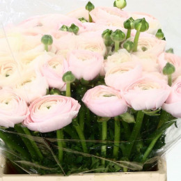 Ranunculus Clooni Extra Hanoi (Ранункулюс Клуни Экстра Ханой) В45