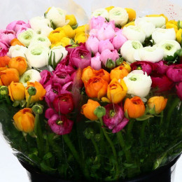 Ranunkulus Mixed Elegance (Ранункулюс Миксд Элеганс) В45