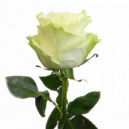Rosa Mondial (Роза Мондиаль) В60 Luz Of Roses