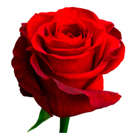 Rosa Freedom (Роза Фридом) В50 Rosadex