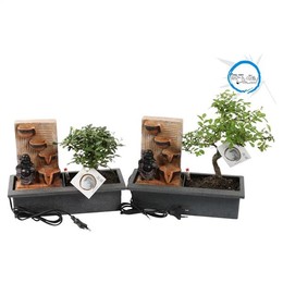 Бонсай Смешанный Горшок Easy Carex В Уме 29 см Будда Водный Горшок ( Bonsai Mixed Easy Carex Pot In