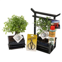 Смешанный Стартовый Набор Для Бонсай... 15 См В Тории С Scisso ( Bonsai Mixed Starterkit W15cm In To