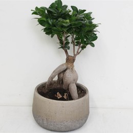 Фикус микрокарпа Женьшень в сфере Rocklook # ( Ficus microcarpa Ginseng In Rocklook Sphere # ) W 25