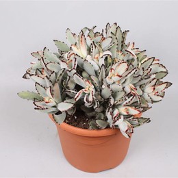 Каланхоэ Томентоза ( Kalanchoe Tomentosa ) W 26 см H 35 см