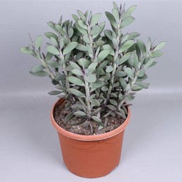 Сенецио Крассисимус ( Senecio Crassisimus ) W 26 см H 55 см
