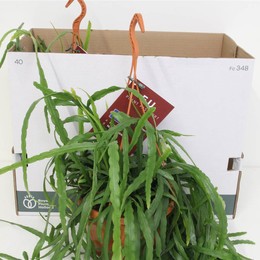 Рипсалис Овиана ( Rhipsalis Hoviana ) W 25 см H 60 см