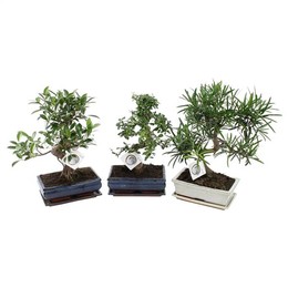 Бонсай, Смешанный В Керамике Ume 25 См С Блюдцем ( Bonsai Mixed In W25cm Ceramic With Saucer ) W 25