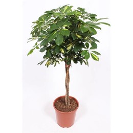 Золотая капелла Шеффлера ( Schefflera Gold Capella ) W 27 см H 120 см