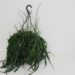 Рипсалис Другой ( Rhipsalis Other ) W 25 см H 60 см 1