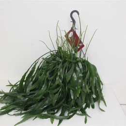 Рипсалис Другой ( Rhipsalis Other ) W 25 см H 60 см 2