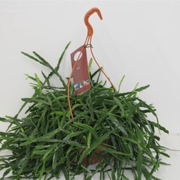 Рипсалис Другой ( Rhipsalis Other ) W 25 см H 60 см 3