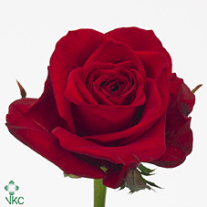Rosa Gr Freedom (Роза Гр Фридом) В60