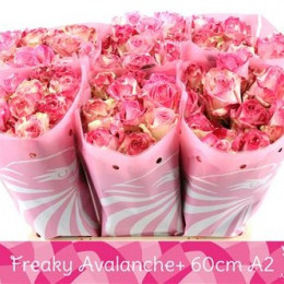 Rosa gr freaky avalanche(Роза гр фрики Аваланж) В55