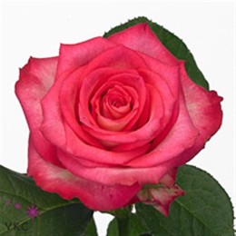 Rosa Gr Ensemble (Роза Гр Энсембле) В60