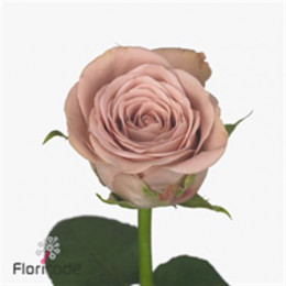 Rosa Gr Cappuccino (Роза Гр Капучино) В50