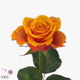 Rosa Gr Espana (Роза Гр Эспана) В70