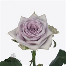 Rosa Gr Fifth Avenue! (Роза Гр Файф Авеню!) В40