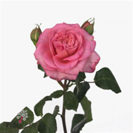 Rosa Gr Eq Garden Ashley (Роза Гр Экв Гарден Эшли) В50x20