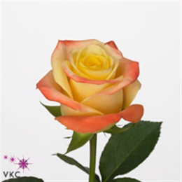 Rosa Gr Florida (Роза Гр Флорида) В50