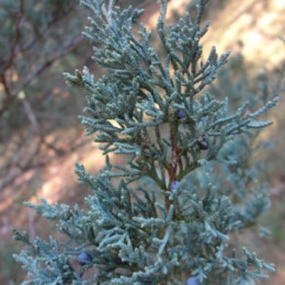 Можжевельник виргинский Glauca (Глаука)