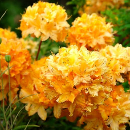 Рододендрон листопадный Golden Lights (Голден Лайтс)