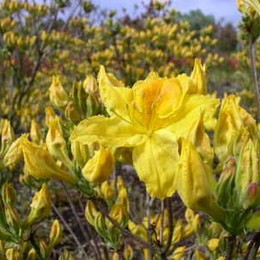 Рододендрон листопадный Goldpracht (Голдпрахт)