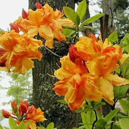 Рододендрон листопадный Sunte Nectarine (Санте Нектарин)