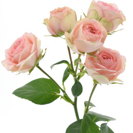 Rosa Tr. Grandmas Finest ( Грандмас Файнест) В40 Зеленый Дом