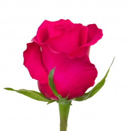 Rosa Gotcha (Роза Готча) B60 Sunset Valley