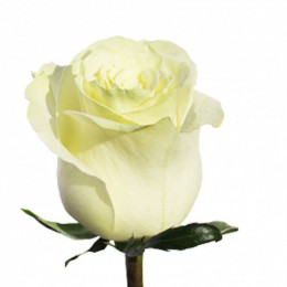 Rosa Mondial (Роза Мондиал) В60 Sunset Valley