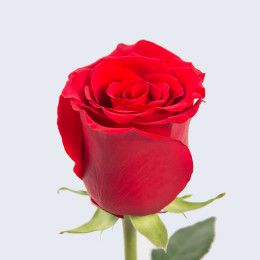 Rosa Explorer (Роза Эксплорер) В50 Irene Flowers