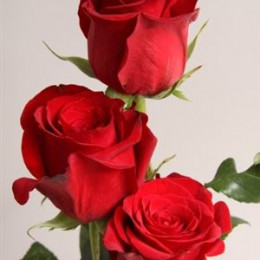 Rosa Gr  Freedom (Роза Гр  Фридом) В50
