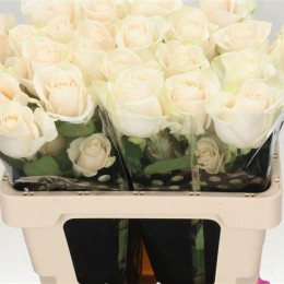 Rosa Gr Vendela (Роза гр Вендела) В60 крем