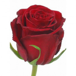 Rosa Explorer (Роза Эксплорер) В90 (ESPERANZA ROSAS)