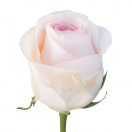 Rosa Senorita (Роза Сеньорита) В50 (ESPERANZA ROSAS)