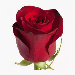 Rosa Freedom (Роза Фридом) В40