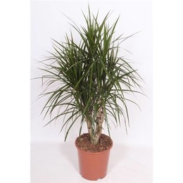 Драцена маргинальная ( Dracaena Marginata ) W 27 см H 120 см