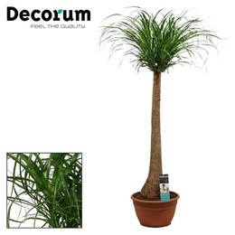Бокарнеа прямая 30 См ( Beaucarnea Recht 30 Cm (decorum) ) W 30 см H 120 см
