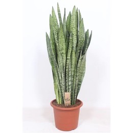 Сансевиерия Зейланика ( Sansevieria Zeylanica ) W 30 см H 100 см